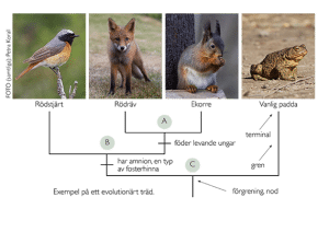 Evolutionärt träd Nationellt resurscentrum för biologiundervisning