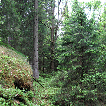 Skogsmiljö. Foto Bioresurs