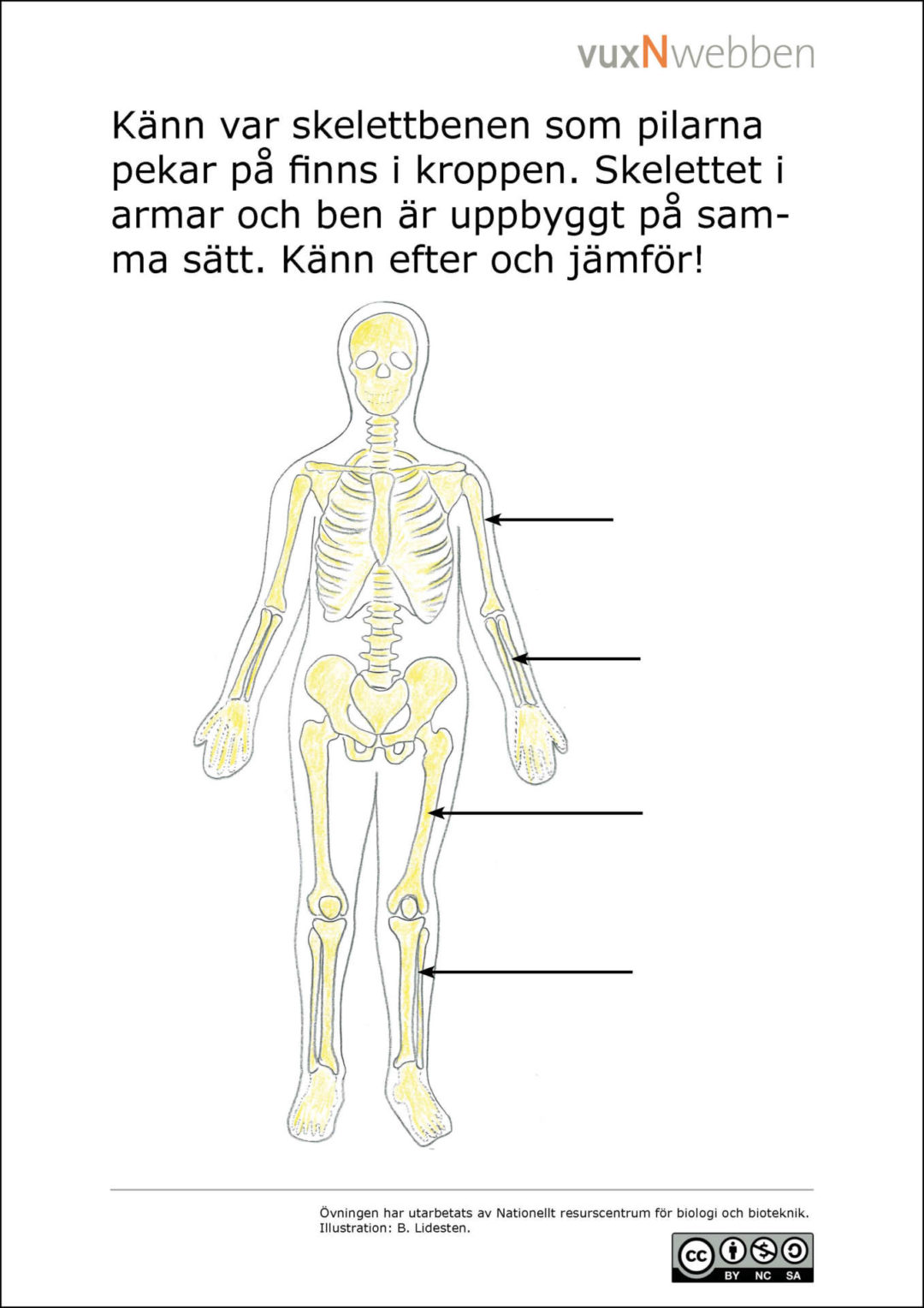 Muskler Och Skelett - Nationellt Resurscentrum För Biologiundervisning