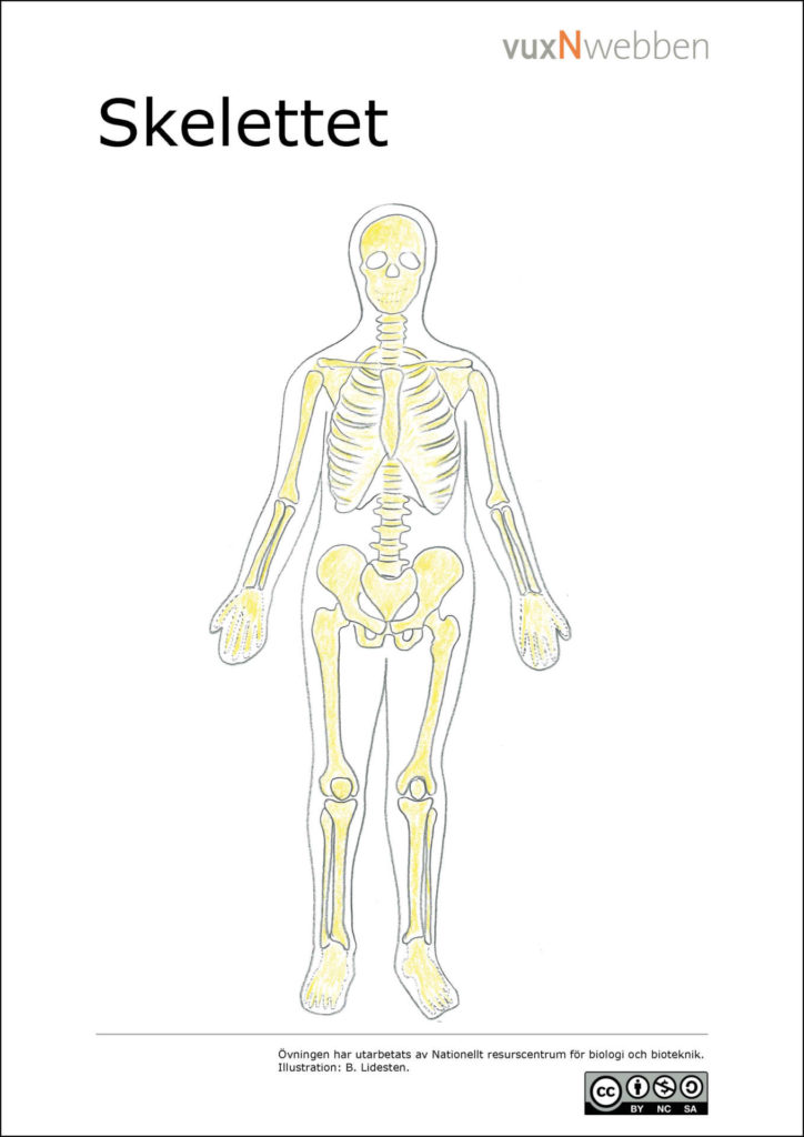 Muskler Och Skelett - Nationellt Resurscentrum För Biologiundervisning
