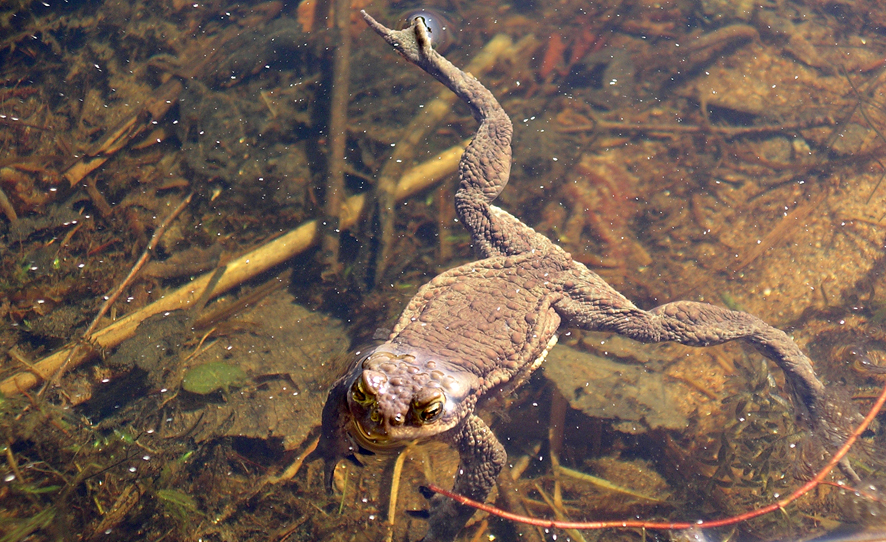Vanlig padda. Foto:Bioresurs