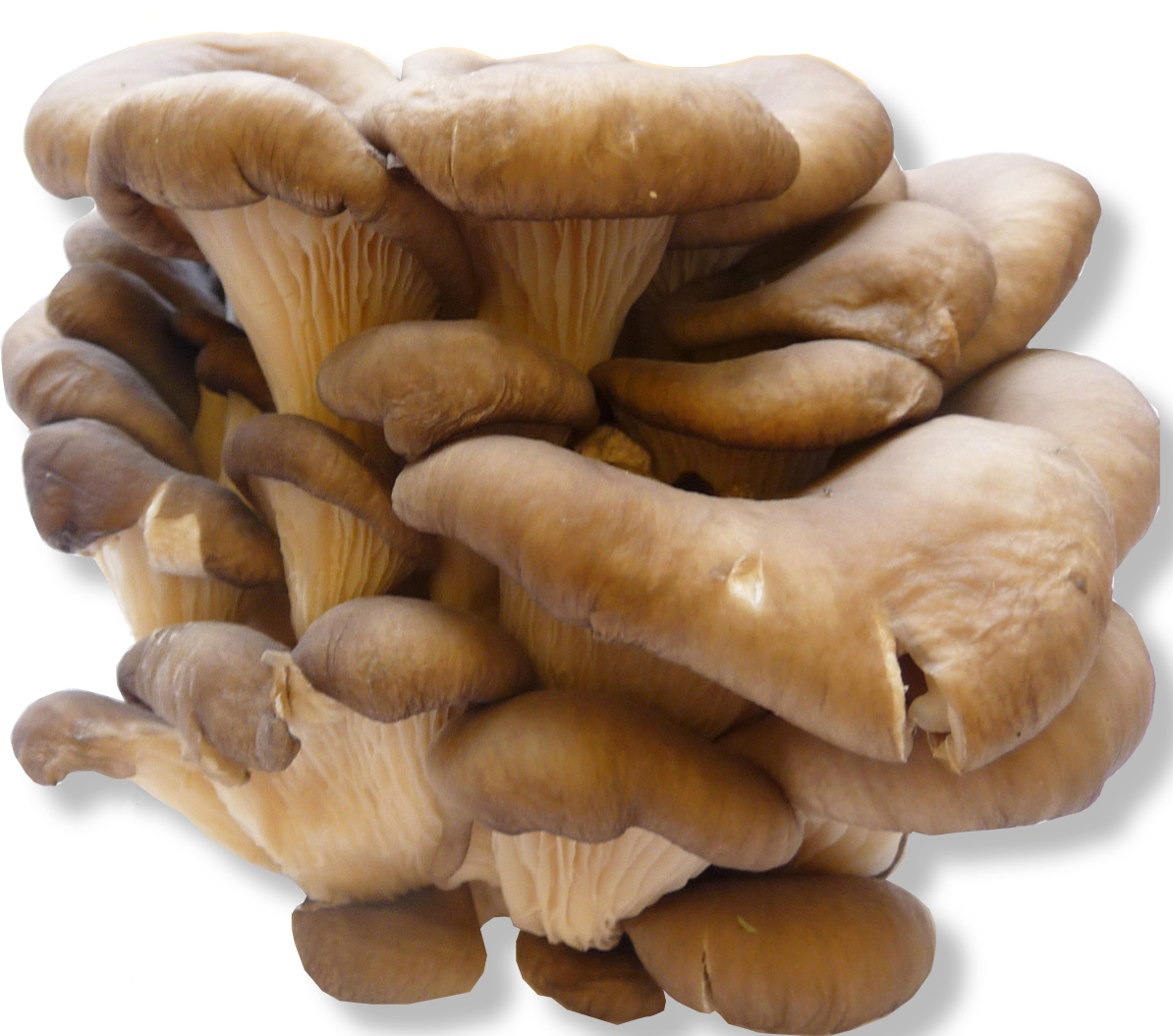 Ostronskivling. Foto: Bioresurs