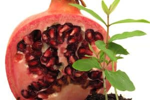 Odla granatäpple