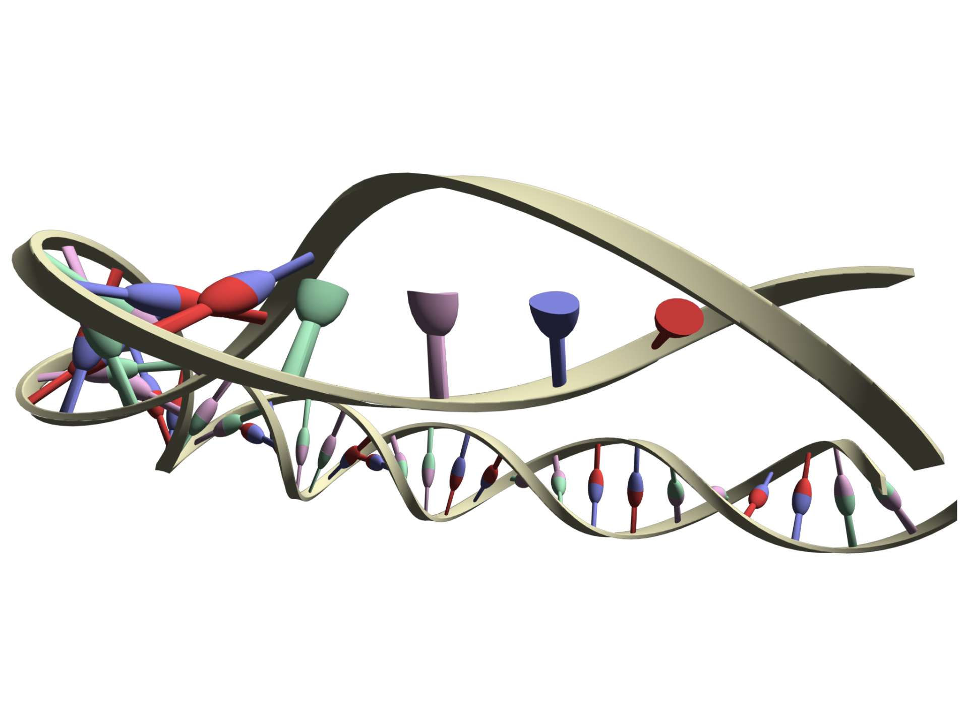 DNA-spiral