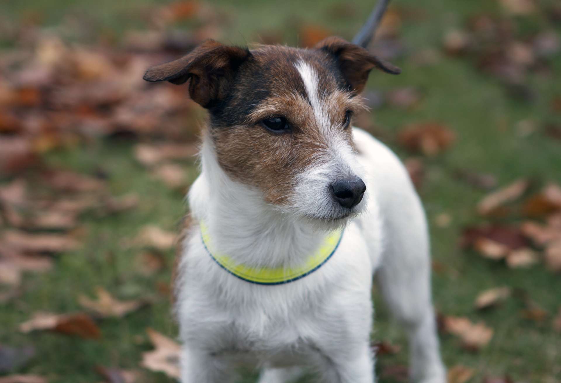 Bild på hund. Foto: Charlotta Lantz, SLU