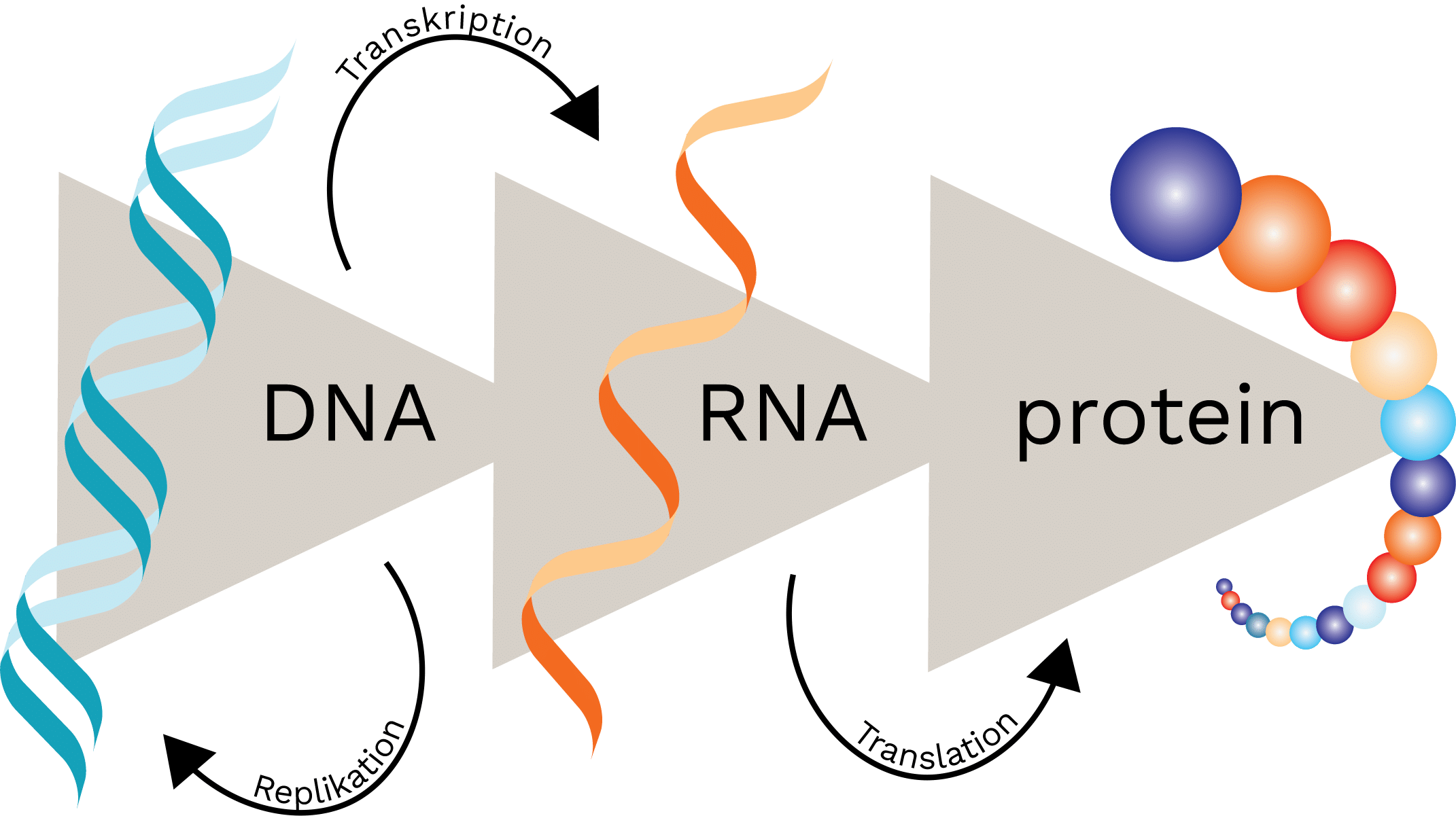 Centrala dogmat. Illustration: Bioresurs
