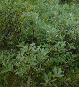 Lappvide (Salix lapponum)