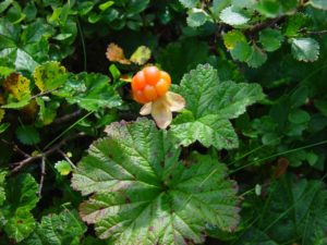 Hjortron (Rubus chamaemorus )