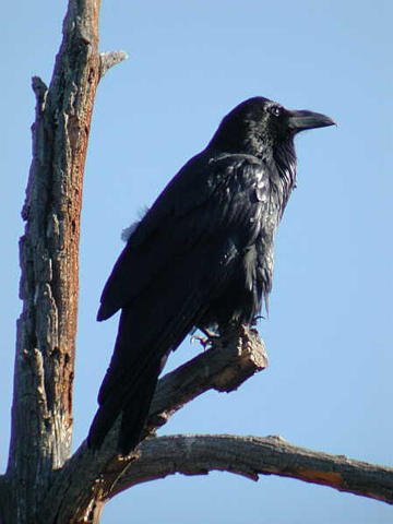 Korp - Corvus corax