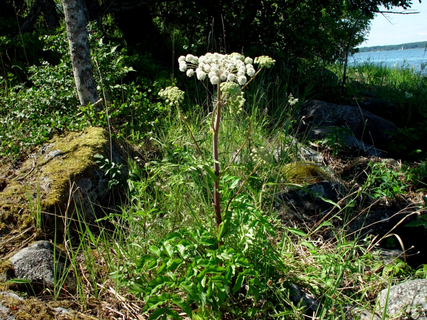 Kvanne (Angelica archangelica litoralis)