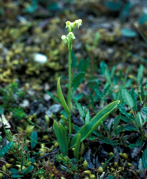 Lappfela eller lappyxne (Platanthera obtusata)
