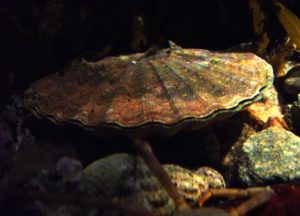 Stor kammussla, Pilgrimsmussla (Pecten maximus)