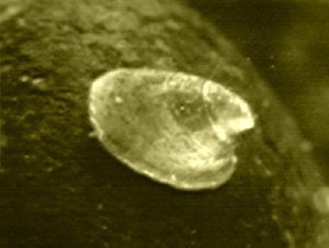 Flodhättesnäcka - Ancylus fluviatilis 