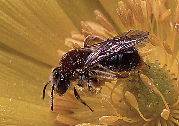 Sandbi - Andrena haemorrhoa.
