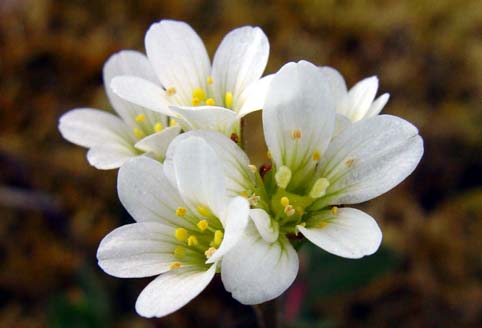Mandelblomma (Saxifraga granulata)