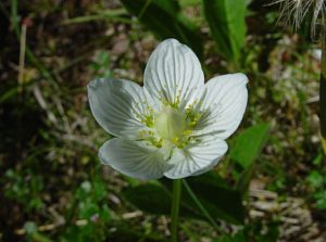 Slåtterblomma (Parnassia palustris)