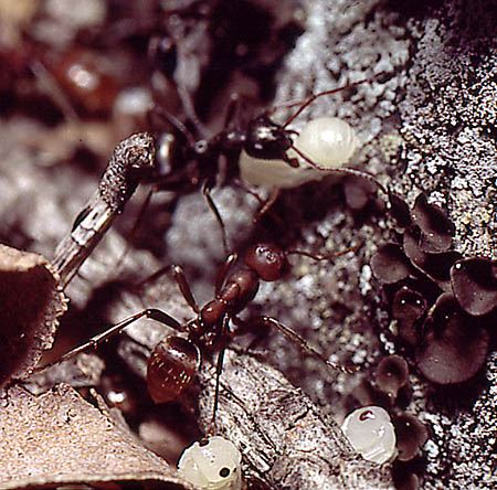 Amazonmyra (Polyergus rufescens)