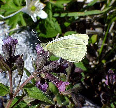 Kålfjärilen (Pieris brassicae)