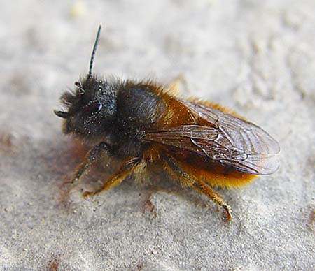 Rött murarbi - Osmia rufa