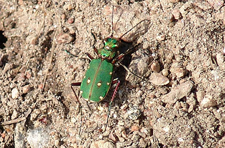 Grön sandjägare (Cicindela campestris)