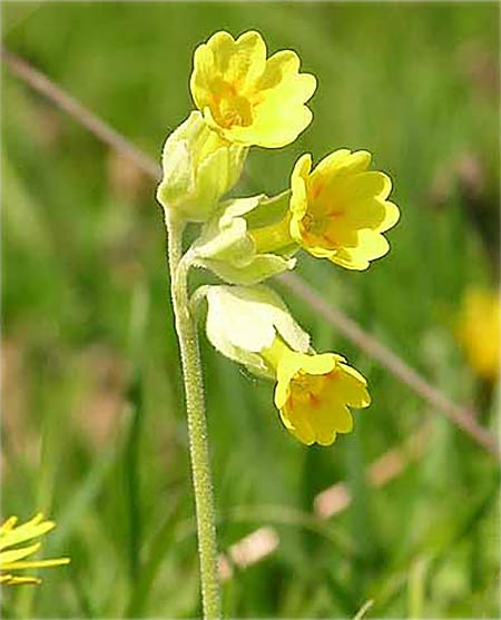 Gullviva (Primula veris)