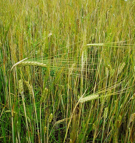 Korn (Hordeum vulgare)