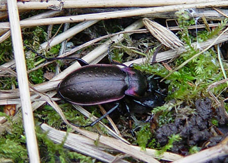 Parklöpare (Carabus nemoralis)