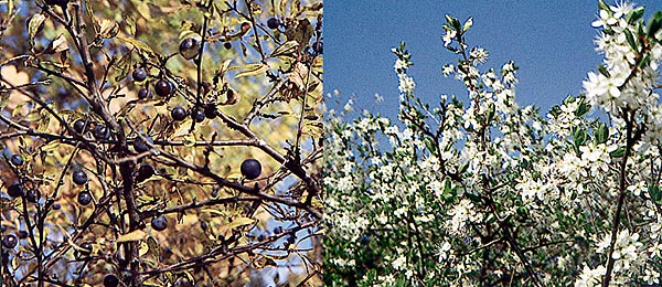 Slån eller slånbärsbuske (Prunus spinosa 
