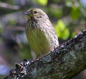 Gulsparv (Emberiza citrinella)