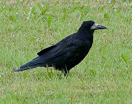Råka (Corvus frugilegus)
