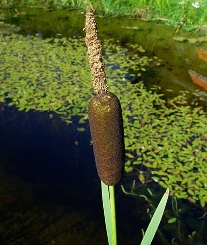 Bredkaveldun - Typha latipholia