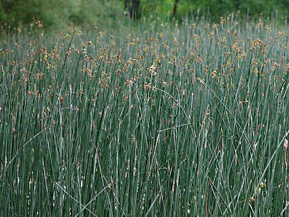 Säv (Schoenoplectus lacustris)