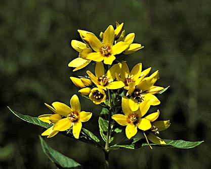 Strandlysing eller videört (Lysimachia vulgaris)