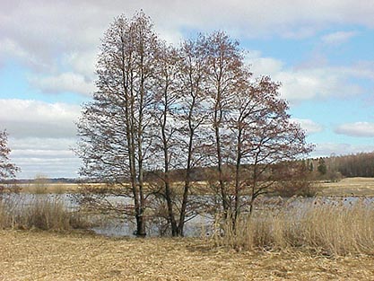 Klibbal (Alnus glutinosa)