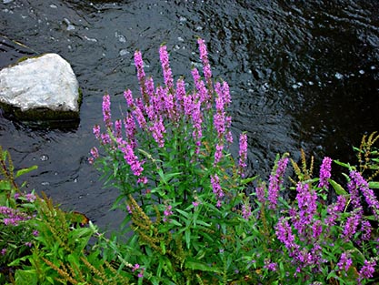 Fackelblomster (Lythrum salicaria)