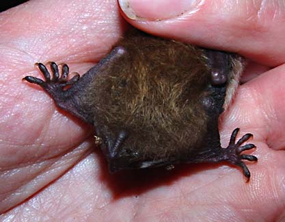 Vattenfladdermus (Myotis daubentonii)