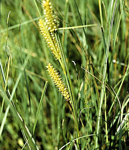 Flaskstarr (Carex rostrata)