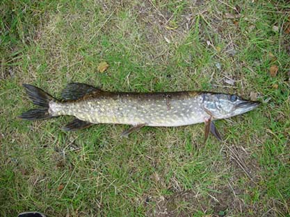 Gädda (Esox lucius)