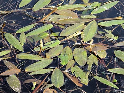 Gäddnate (Potamogeton natans)