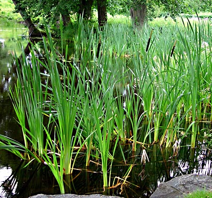 Bredkaveldun (Typha latifolia)