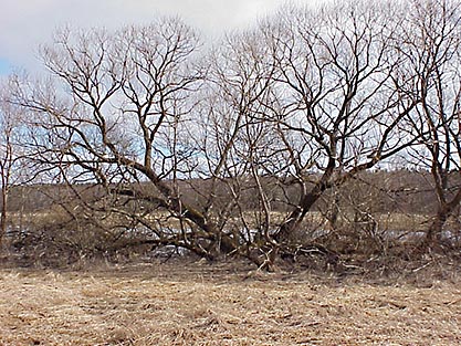 Knäckepil eller skörpil (Salix fragilis)