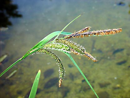 Norrlandsstarr (Carex aquatilis 