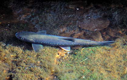 Fjällröding (Salvelinus alpinus)