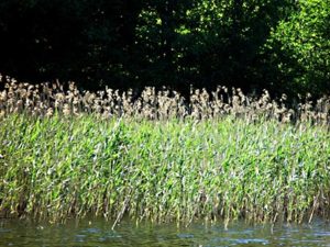 Bladvass, vass eller rörvass (Phragmites australis)