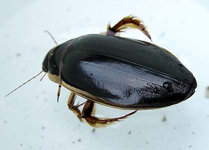 Dykare (Dytiscidae)