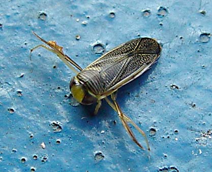 Buksimmare (Corixidae)
