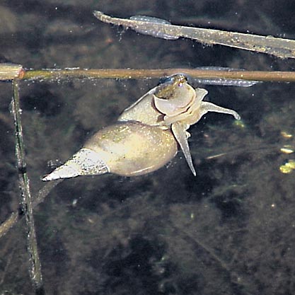 Stor dammsnäcka (Lymnaea stagnalis)