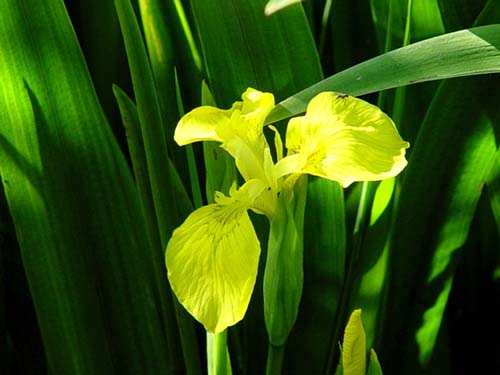 Svärdslilja (Iris pseudacorus)