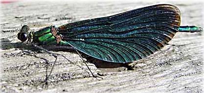 Blåbandad jungfruslända (Calopteryx splendens)