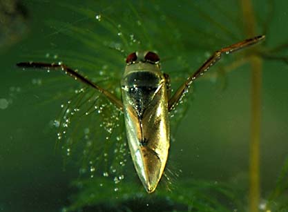 Ryggsimmare (Notonectidae)